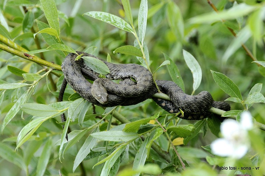 Natrix tessellata: famiglia allargata o famiglia stipata?